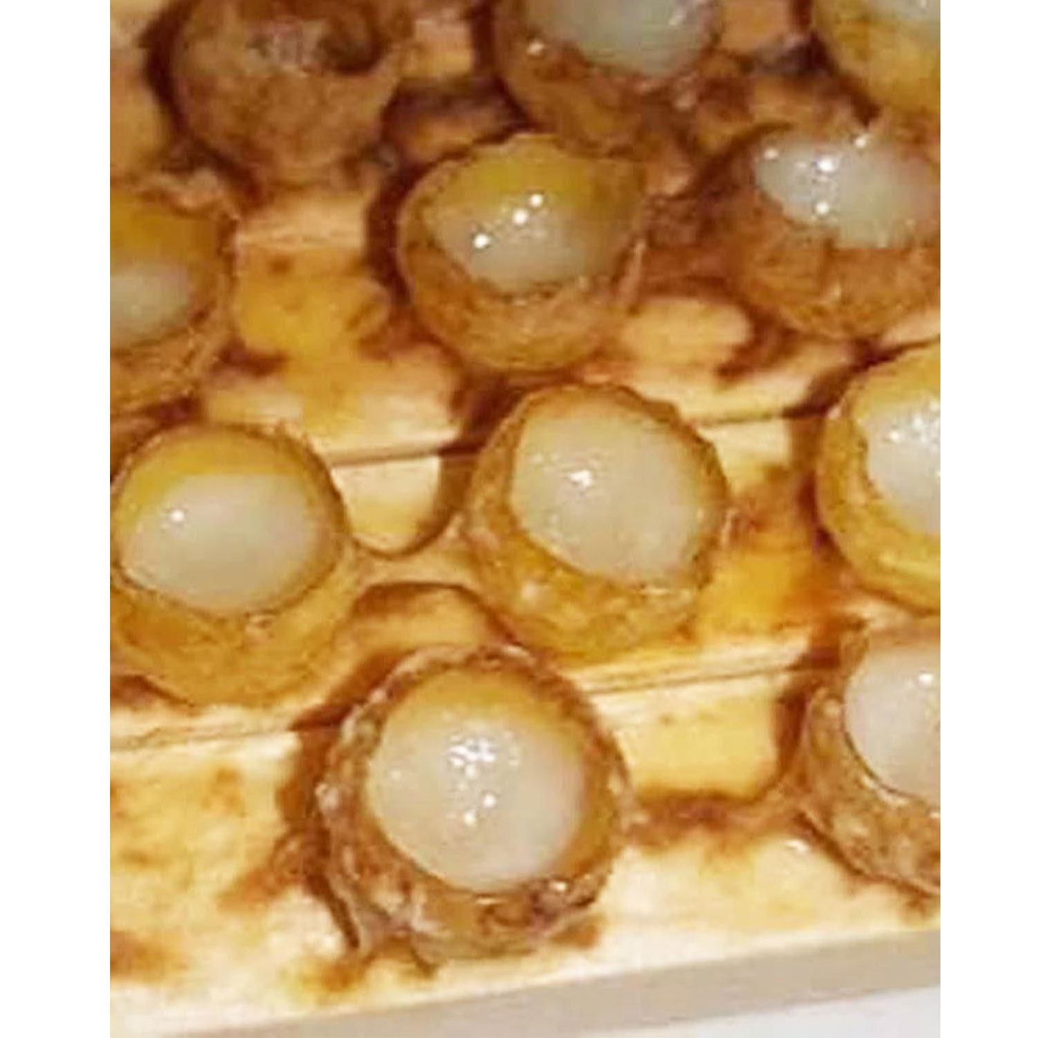 Nevele Saf Arı Sütü 100 gr